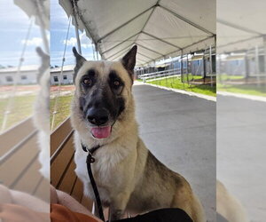 German Shepherd Dog-Unknown Mix Dogs for adoption in Palmetto, FL, USA