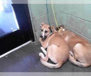 Labrador Retriever-Unknown Mix Dogs for adoption in Tulsa, OK, USA