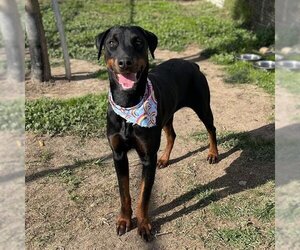 Rotterman Dogs for adoption in Modesto, CA, USA