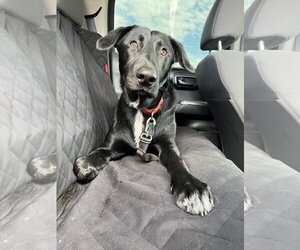 Borador Dogs for adoption in Visalia, CA, USA