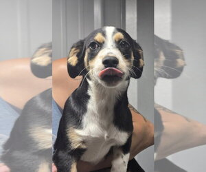 Mutt Dogs for adoption in Foristell, MO, USA