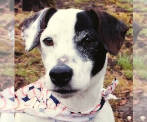 Jack Russell Terrier Dogs for adoption in Point Pleasant, PA, USA