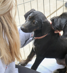 Labrador Retriever Dogs for adoption in Nesbit, MS, USA