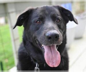 Labrador Retriever-Unknown Mix Dogs for adoption in Caribou, ME, USA