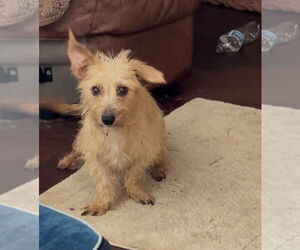 Cairn Terrier-Dachshund Mix Dogs for adoption in San Diego , CA, USA
