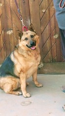 German Shepherd Dog Dogs for adoption in Pena Blanca, NM, USA