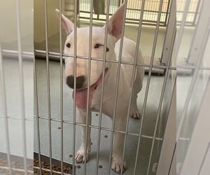 Miniature Bull Terrier Dogs for adoption in Placerville, CA, USA
