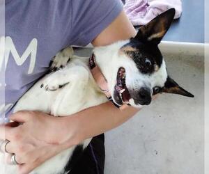 Rat Terrier-Unknown Mix Dogs for adoption in Okeechobee, FL, USA