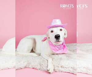 Labrador Retriever-Unknown Mix Dogs for adoption in Sandy, UT, USA