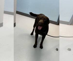 Labrador Retriever Dogs for adoption in Pryor, OK, USA