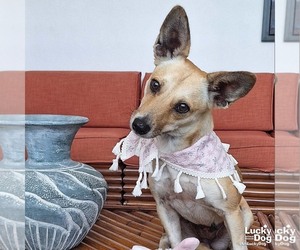Pembroke Welsh Corgi-Unknown Mix Dogs for adoption in Washington, DC, USA