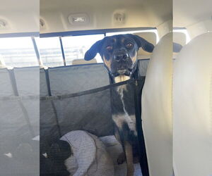 Labrador Retriever-Unknown Mix Dogs for adoption in MIDWAY, UT, USA