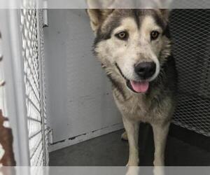 Siberian Husky Dogs for adoption in Bakersfield, CA, USA