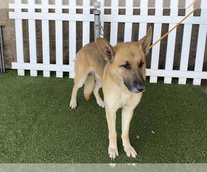 German Shepherd Dog-Unknown Mix Dogs for adoption in Modesto, CA, USA