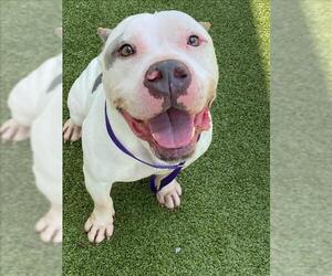 American Pit Bull Terrier Dogs for adoption in Fayetteville, NC, USA