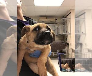 German Shepherd Dog-Unknown Mix Dogs for adoption in Conroe, TX, USA