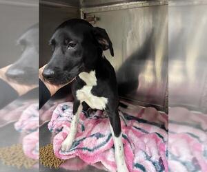 American Pit Bull Terrier Dogs for adoption in Oklahoma City, OK, USA