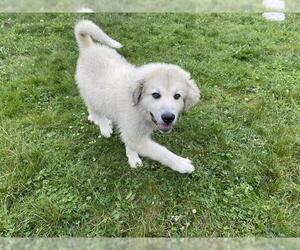Great Pyrenees-Unknown Mix Dogs for adoption in McKinleyville, CA, USA