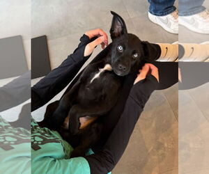 Borador Dogs for adoption in GILBERTS, IL, USA