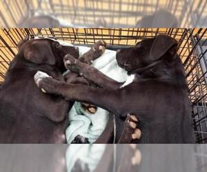 Boxer Dogs for adoption in Arlington, TX, USA