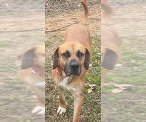 Black and Tan Coonhound-Labrador Retriever-Boxer Mix Dogs for adoption in Fredericksburg, VA, USA