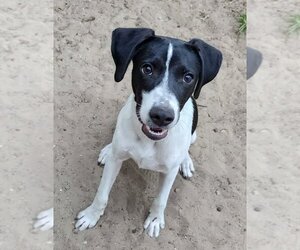 Borador Dogs for adoption in Dunnellon, FL, USA