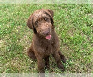 Labradoodle Dogs for adoption in Forest, VA, USA