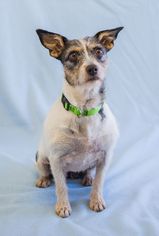 Medium Photo #1 Jack Russell Terrier-Unknown Mix Puppy For Sale in Alpharetta, GA, USA