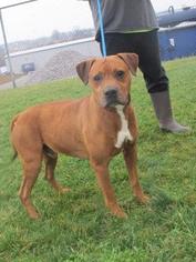 American Pit Bull Terrier-Labrador Retriever Mix Dogs for adoption in Richfield, WI, USA