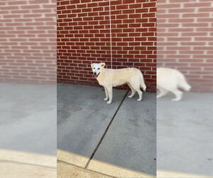 Labrador Retriever-Unknown Mix Dogs for adoption in Raleigh, NC, USA