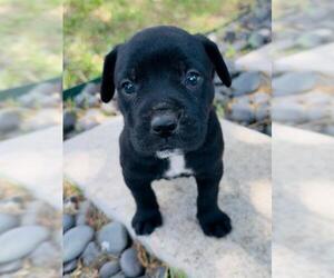 Labrador Retriever-Unknown Mix Dogs for adoption in San Antonio, TX, USA