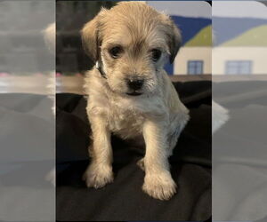 Mutt Dogs for adoption in Oak Bluffs, MA, USA