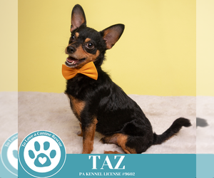 Chihuahua Dogs for adoption in Kimberton, PA, USA