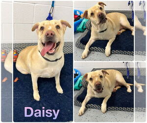 American Staffordshire Terrier-Labrador Retriever Mix Dogs for adoption in Pierceton , IN, USA