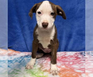 American Staffordshire Terrier-Unknown Mix Dogs for adoption in New Oxford , PA, USA