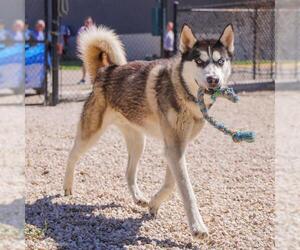 Siberian Husky Dogs for adoption in Waco, TX, USA
