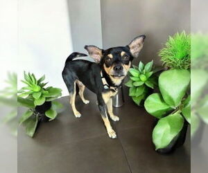 Miniature Pinscher Dogs for adoption in Menifee, CA, USA