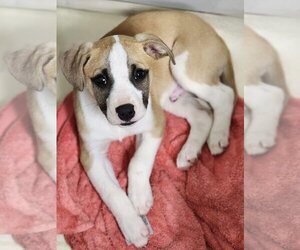 Boxer-Retriever  Mix Dogs for adoption in Caribou, ME, USA