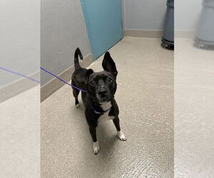 American Pit Bull Terrier-Unknown Mix Dogs for adoption in Las Vegas, NV, USA