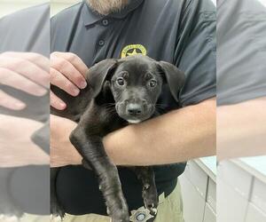 Labrador Retriever-Unknown Mix Dogs for adoption in Rosenberg, TX, USA