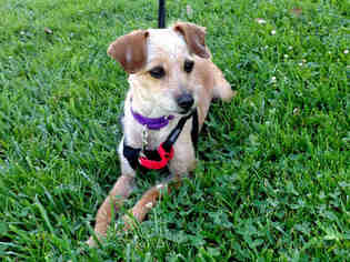 Border Terrier Dogs for adoption in San Clemente, CA, USA