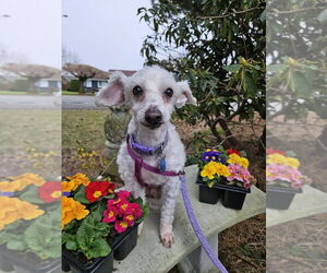 Maltipoo (Miniature) Dogs for adoption in Bellingham, WA, USA