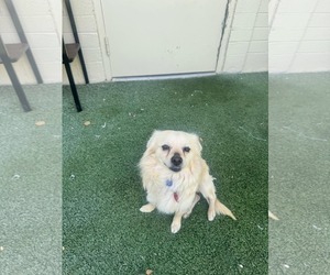 Chihuahua-Unknown Mix Dogs for adoption in Tempe , AZ, USA