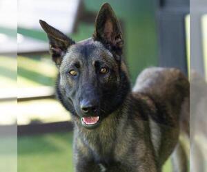 Mutt Dogs for adoption in Camarillo, CA, USA