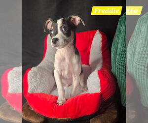 Jack-Rat Terrier Dogs for adoption in Oakhurst, NJ, USA