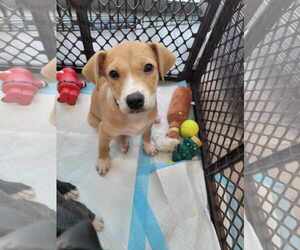 American Pit Bull Terrier-Unknown Mix Dogs for adoption in New London, WI, USA