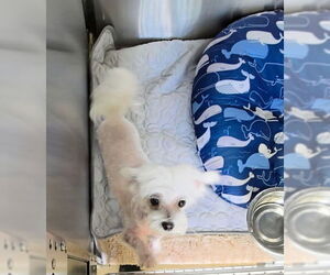 Maltese Dogs for adoption in Derwood, MD, USA