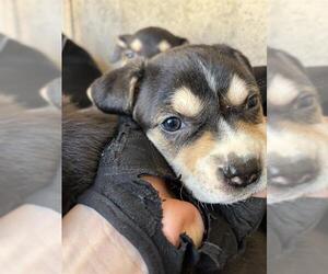 Mutt Dogs for adoption in Oklahoma City, OK, USA