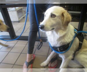 Golden Retriever-Unknown Mix Dogs for adoption in Ocala, FL, USA