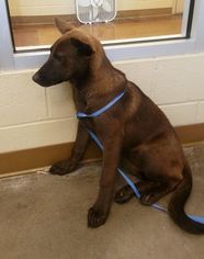 Mutt Dogs for adoption in Stevens Point, WI, USA